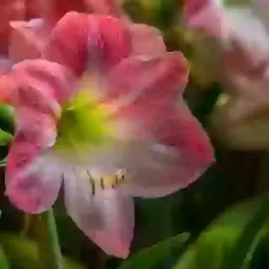 Apple Blossom